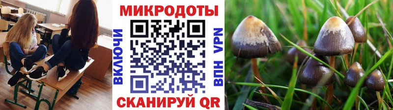 Галлюциногенные грибы Psilocybine cubensis Рудня